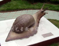 生物模型蝸牛 教學演示中的理想工具與貿(mào)易前景